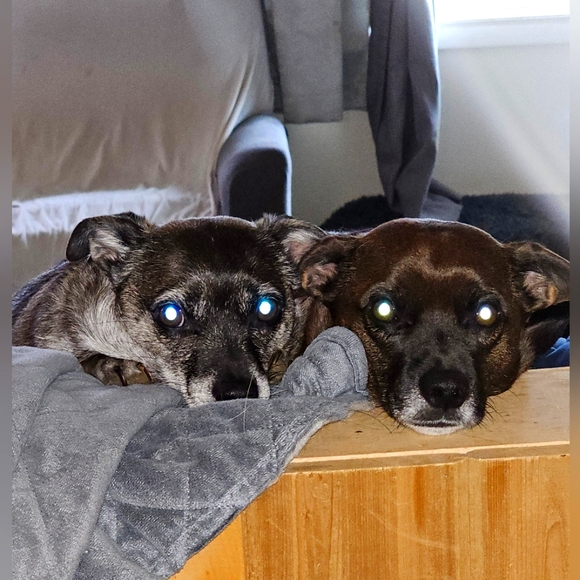 Meet your Posher, Veronica - Picture 1 of 1